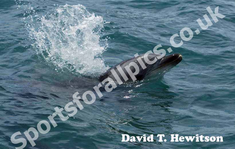 Dolphin watch at Paihia, Bay of Islands, New Zealand.